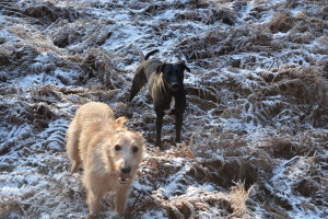 our hounds frolicking on a frosty woodland morning